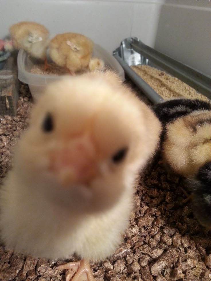 Rahasia Jalur Aman Buat Bertahan Lama di Chicky Run